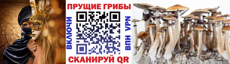 Псилоцибиновые грибы Psilocybine cubensis  Кунгур 